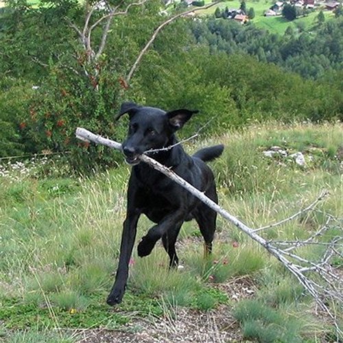 dog carrying stick